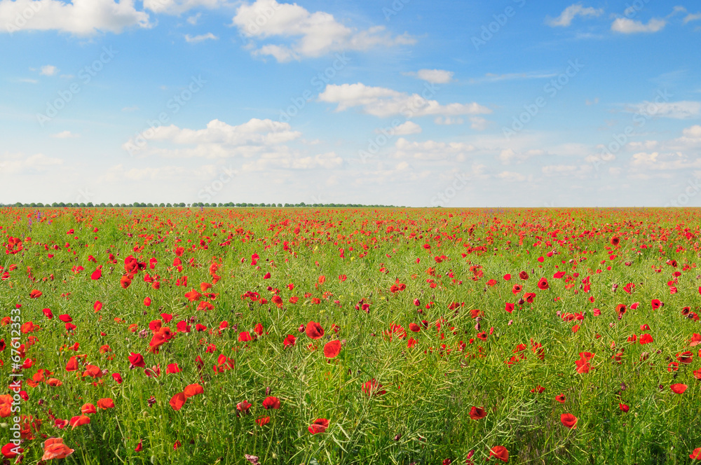 poppies on green field