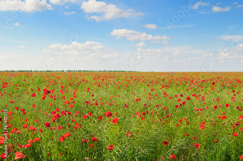 poppies on green field