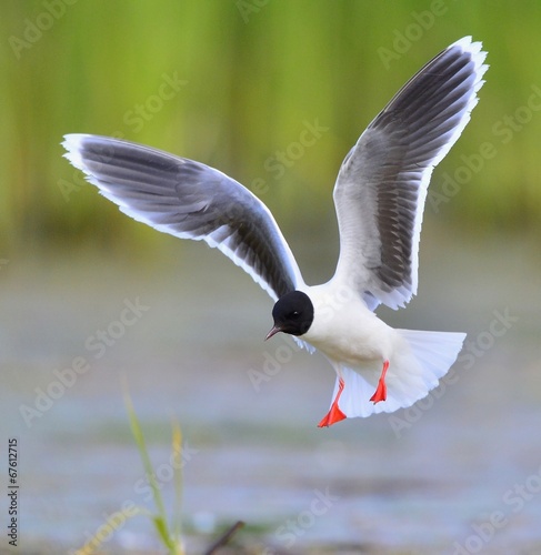 Flying Black-headed Gull (Larus ridibundus).