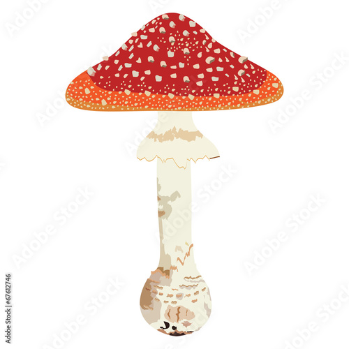 Red mushroom