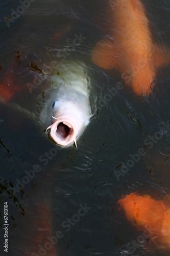 Carp open the mouth
