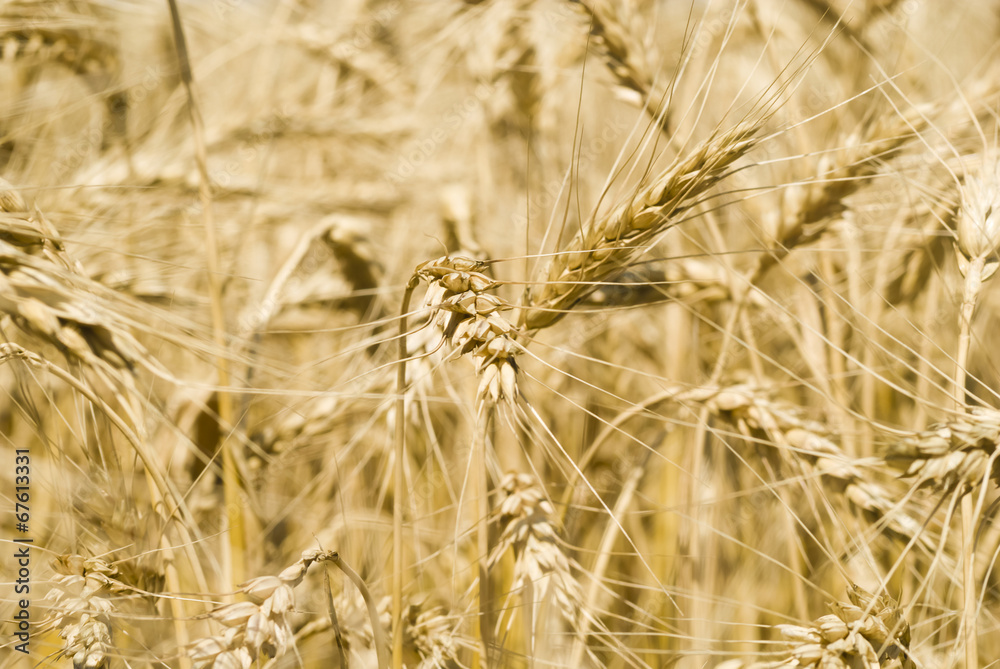 Spikelets of wheat against the background of a wheat field Spikelets of wheat against the background of a wheat field