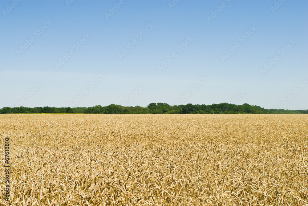 Fototapeta premium Gold wheat field and blue sky