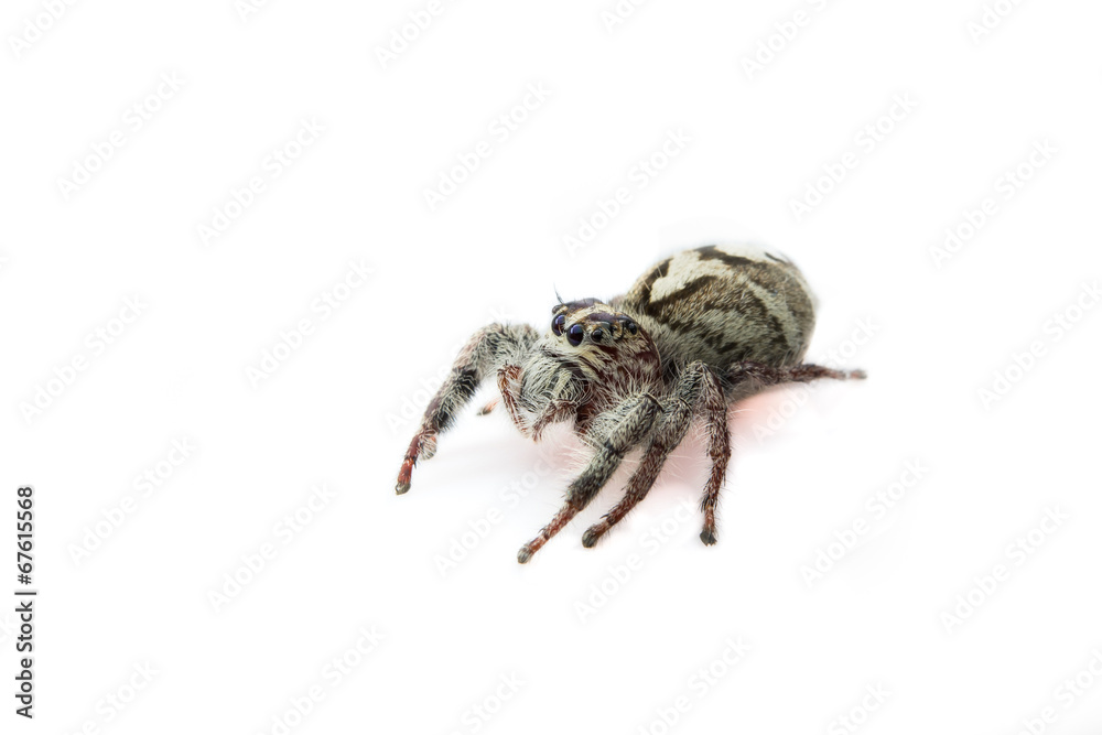 Super macro spider portrait Super macro spider portrait