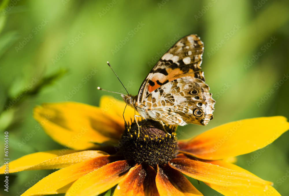 butterfly with padded wings on the nature butterfly with padded wings on the nature