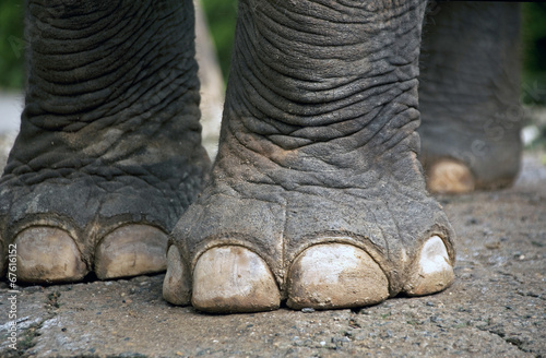 Elephant feet.