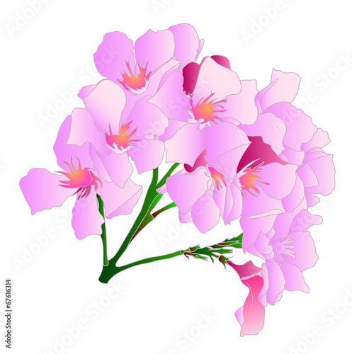 Fototapeta Naklejka Na Ścianę i Meble -  flower 16
