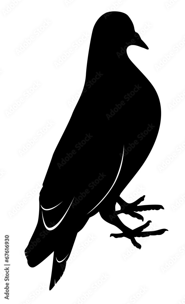 Fototapeta premium pigeon 3