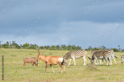 Fototapeta Naklejka Na Ścianę i Meble -  Zebras, antelopes and warhog, South Africa