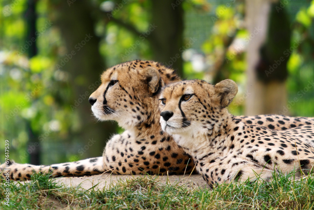 Cheetahs