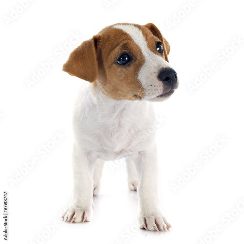 puppy jack russel terrier © cynoclub