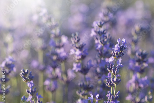 lavender blossoms in the sunlight