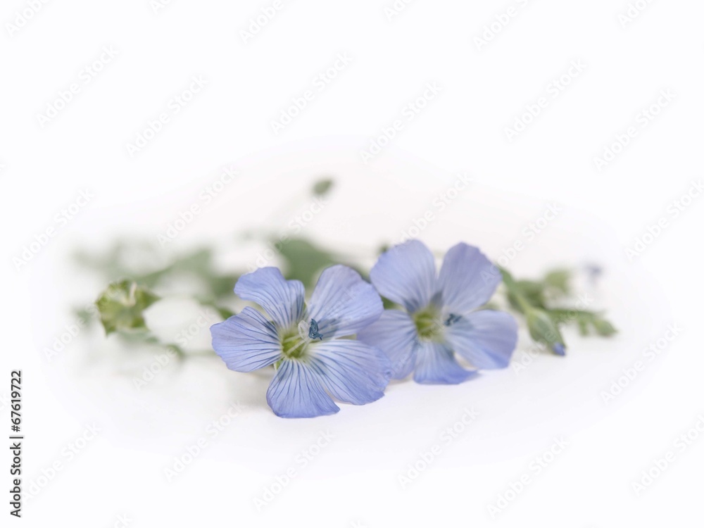 Blue Flax - Linum Lewisii Blue Flax - Linum Lewisii