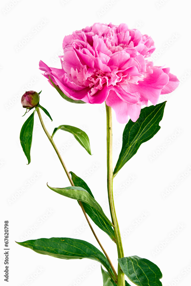 pink peony on a white background