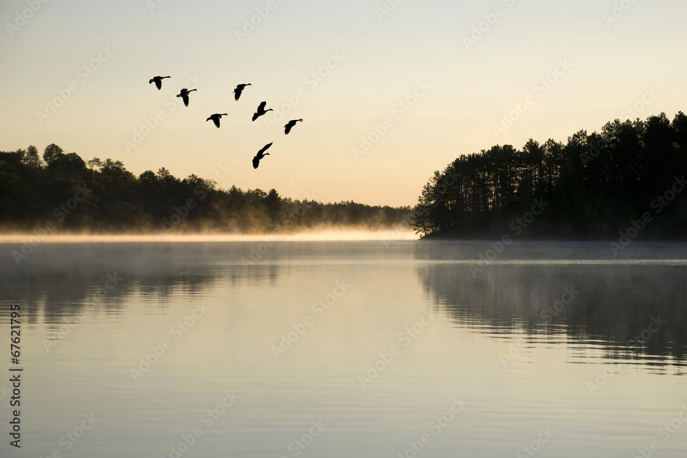 Geese Landing at Sunrise