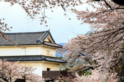Sakura season in Kyoto, Japan © nicholashan