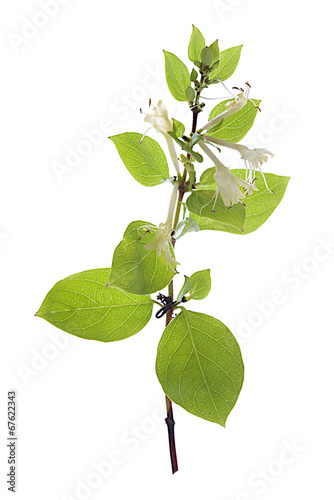 Fleur de chèvrefeuille (Lonicera japonica) sur un fond blanc photo