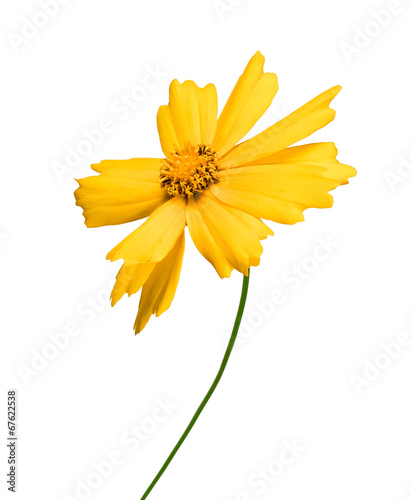 Yellow flower coreopsis isolated on white background