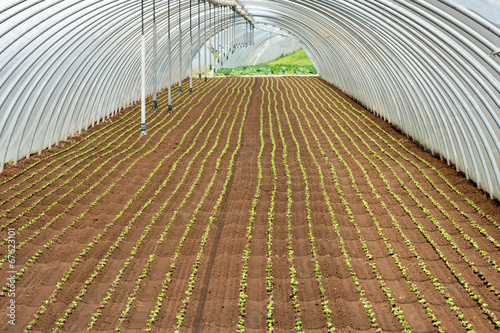 Rows of seedlings planted in a tunnel