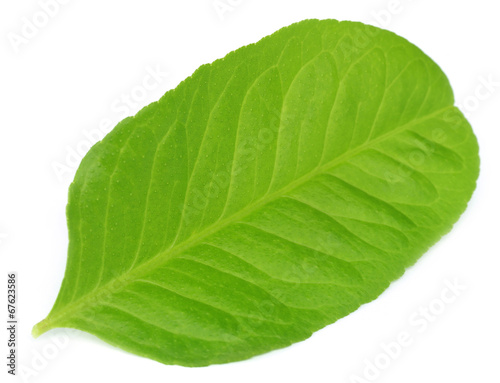 lemon leaf