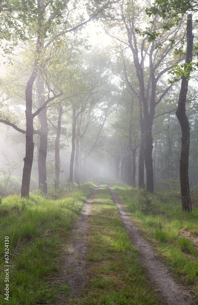 Fototapeta premium sunbeams over path in green forest
