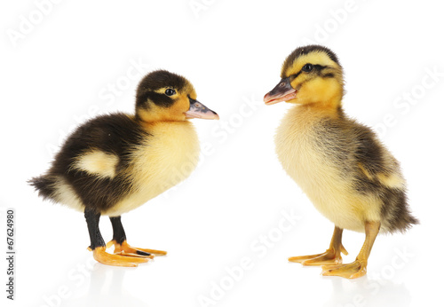 Little cute ducklings isolated on white