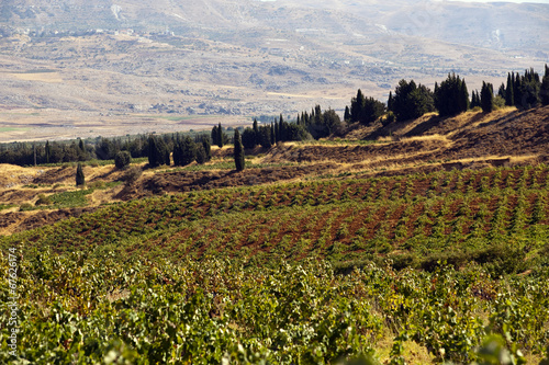 Weinbau Libanon