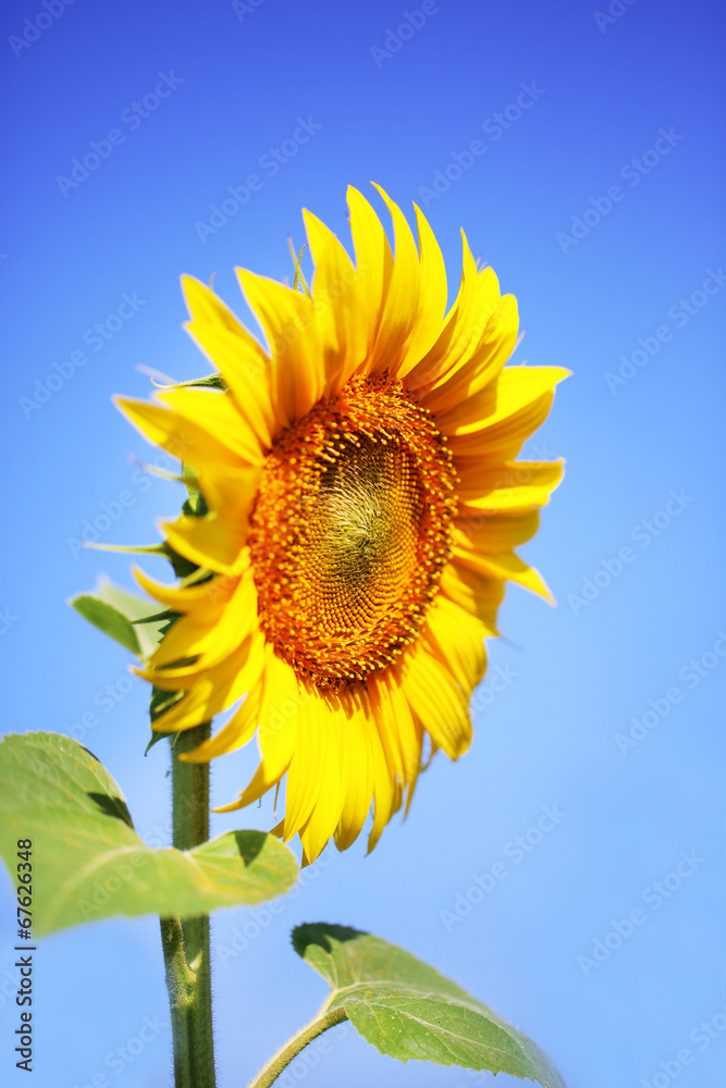 Beautiful sunflower on blue background Beautiful sunflower on blue background