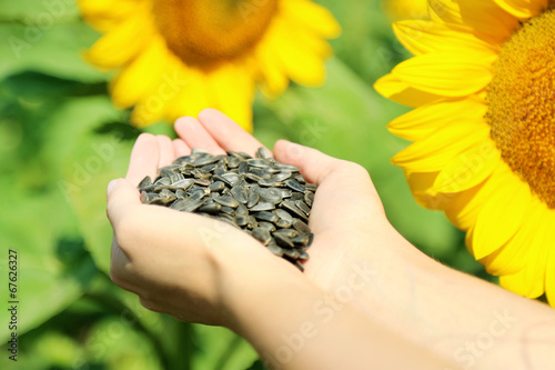 Hands holding sunflower seeds in field