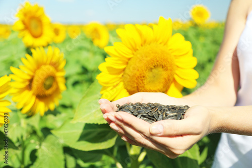 Fototapeta Naklejka Na Ścianę i Meble -  Hands holding sunflower seeds in field