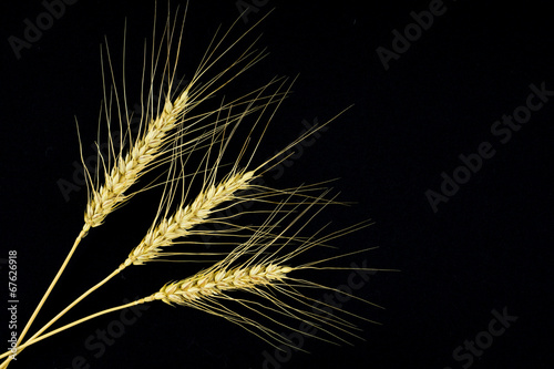 Stems of rye isolated