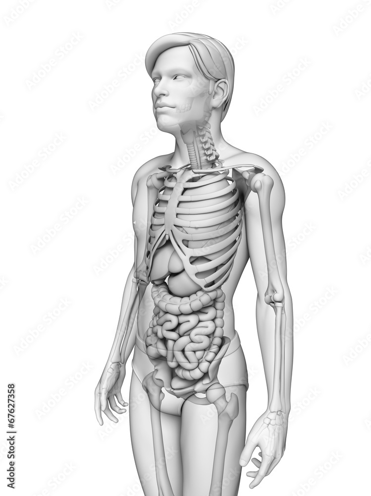 Digestive system of male anatomy