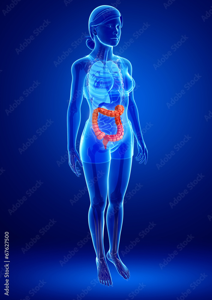 Female large intestine anatomy Female large intestine anatomy