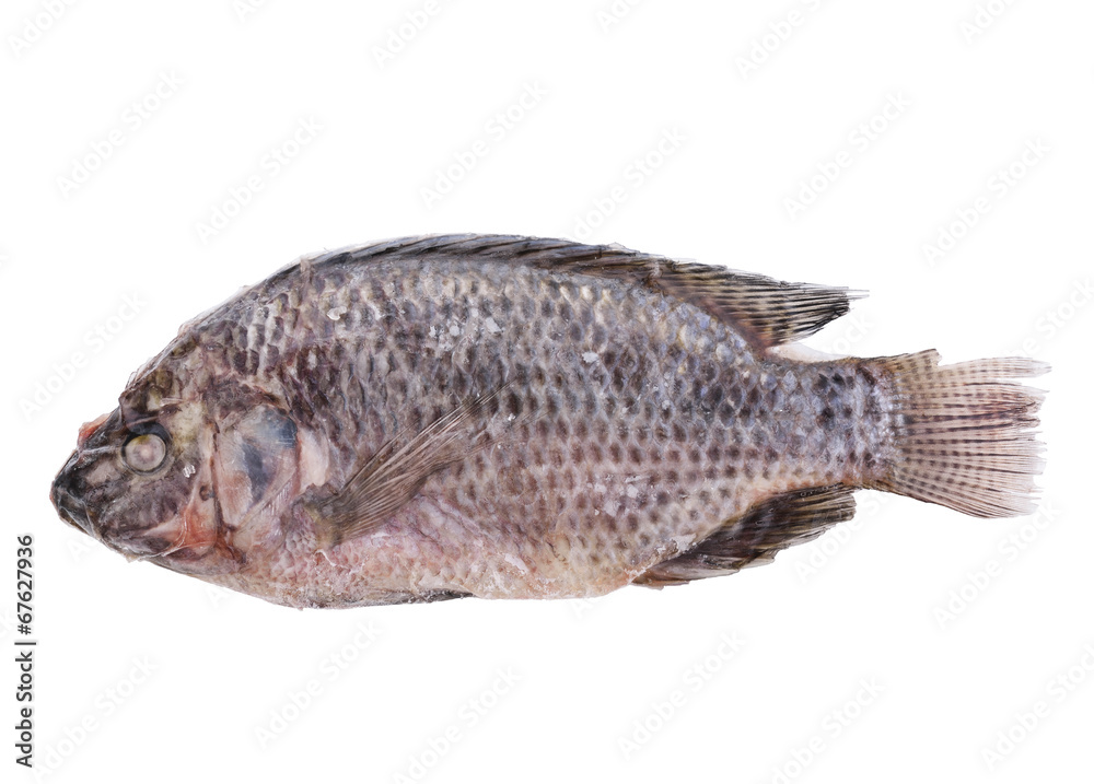 Fototapeta premium Frozen Fish