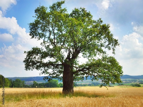300jährige Eiche