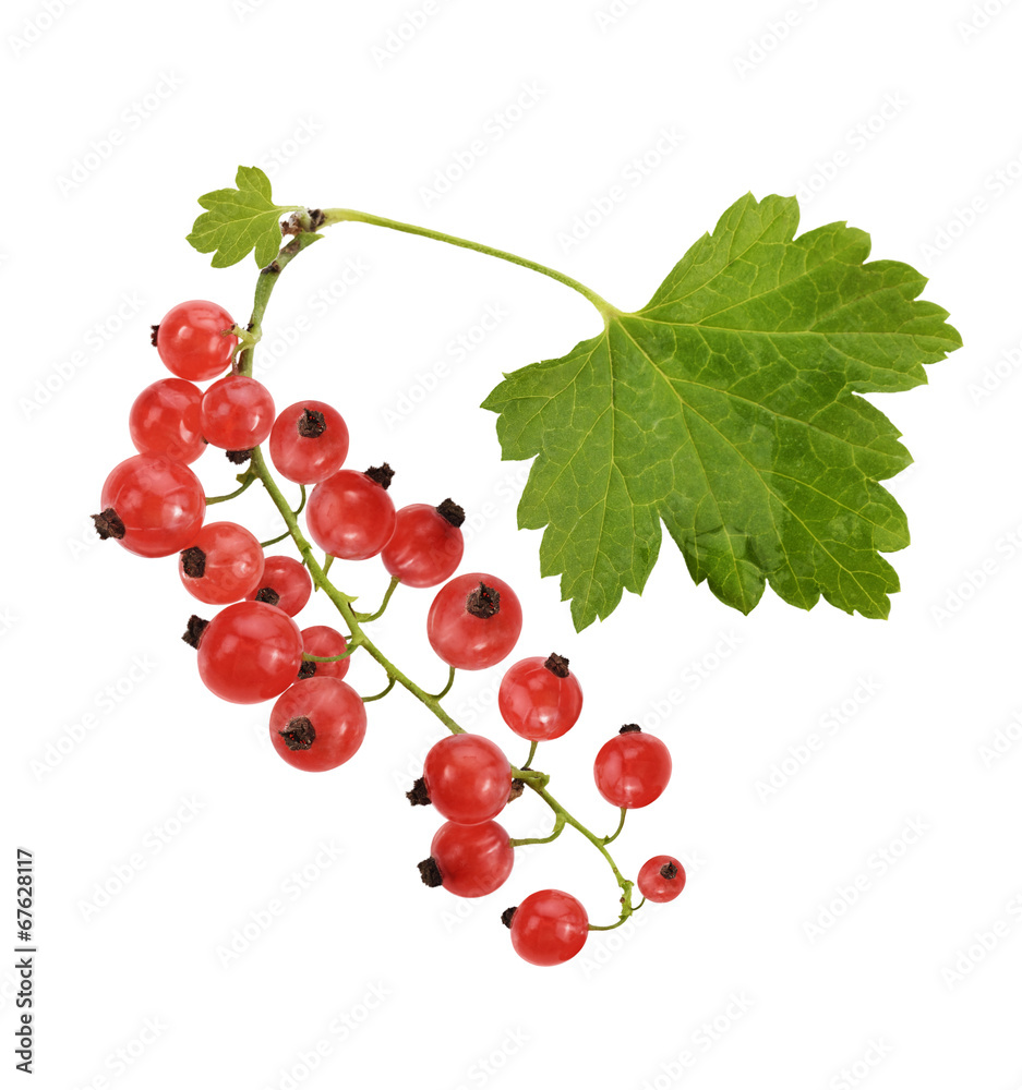 Red Currant With Leaves Red Currant With Leaves