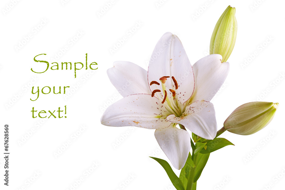 Naklejka premium white lily isolated on white background