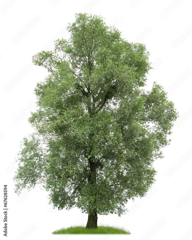Fototapeta premium Große Silberweide vor weißem Hintergrund