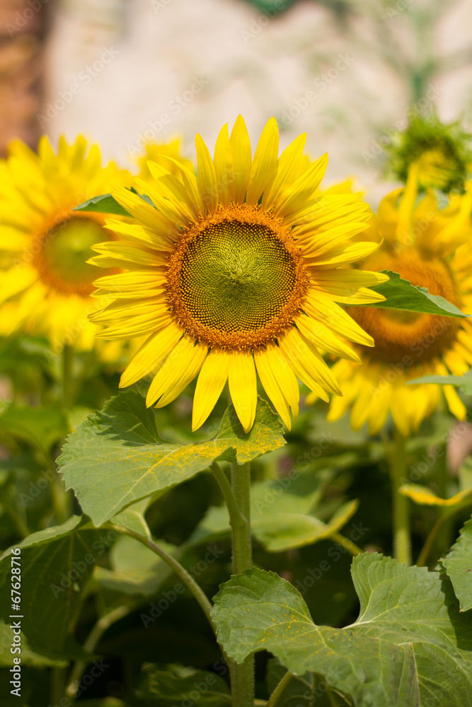 Fototapeta premium field of sunflower