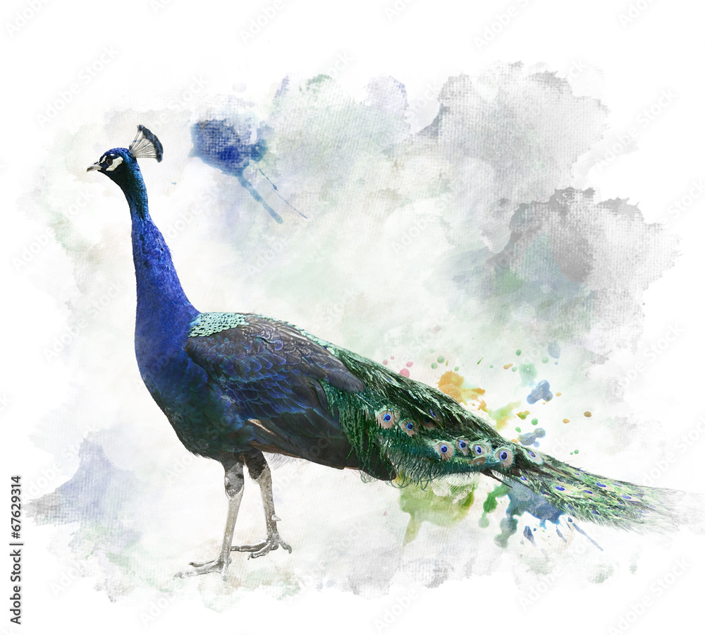 Naklejka premium Watercolor Image Of Peacock