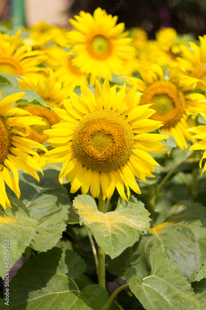 Obraz premium sunflower