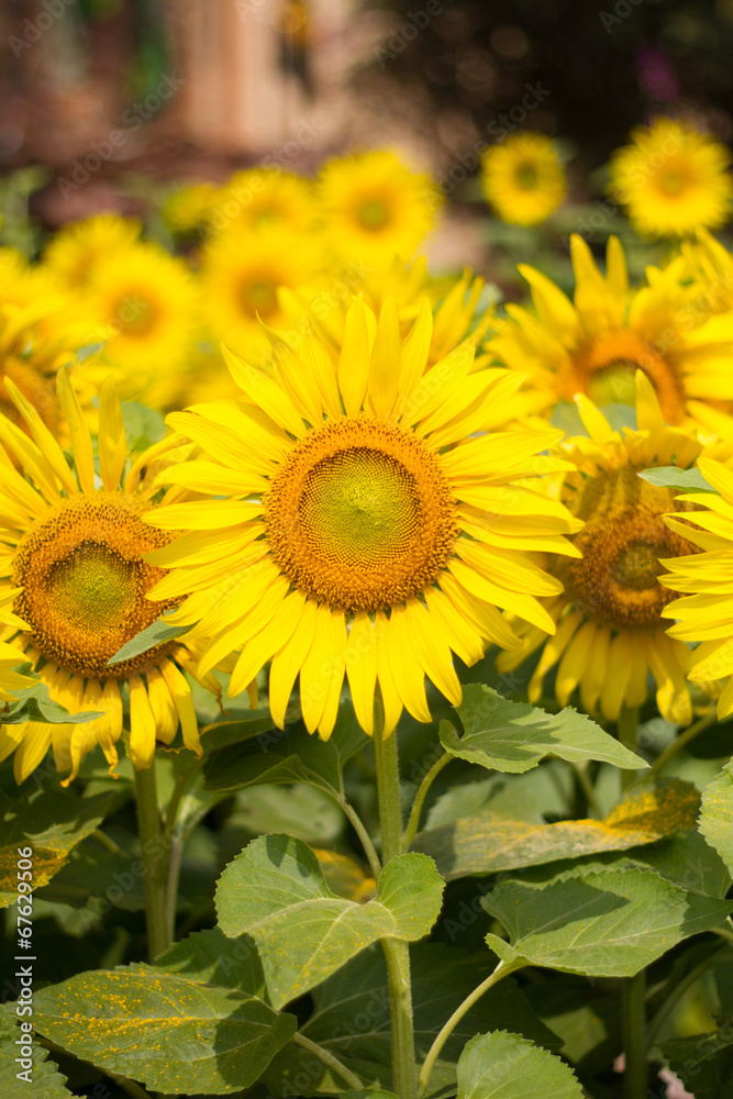 Obraz premium sunflower