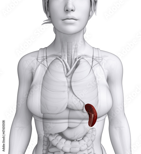 Female spleen anatomy photo