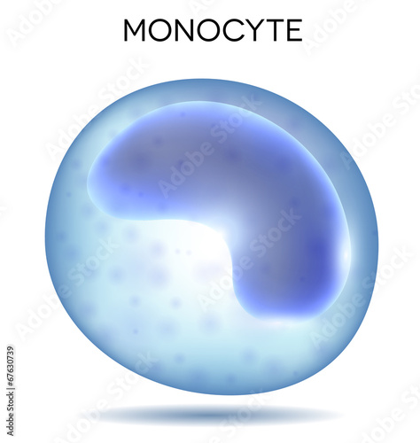 Human blood cell Monocyte