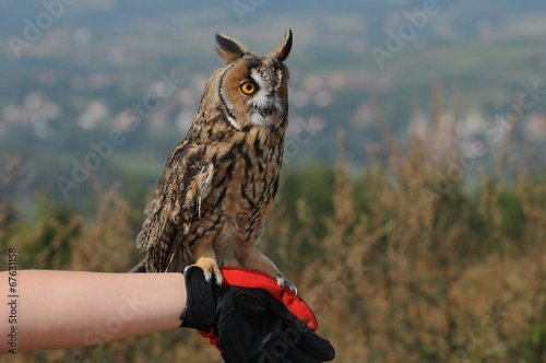 Tame Long-eared Owl (Asio otus, previously Strix otus) photo