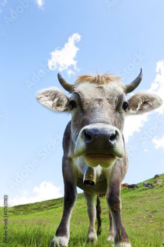 Kuh auf der Alm