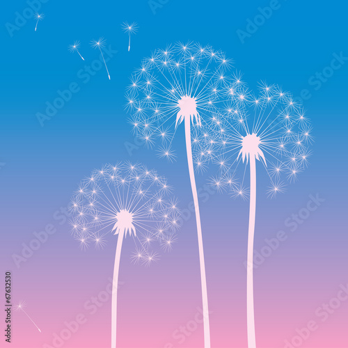 vector illustration of dandelions