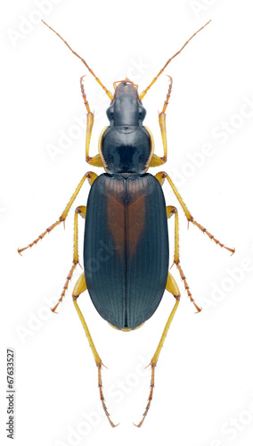 Beetle Calathus halensis photo