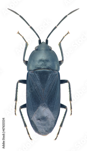 Bug Aellopus syriacus