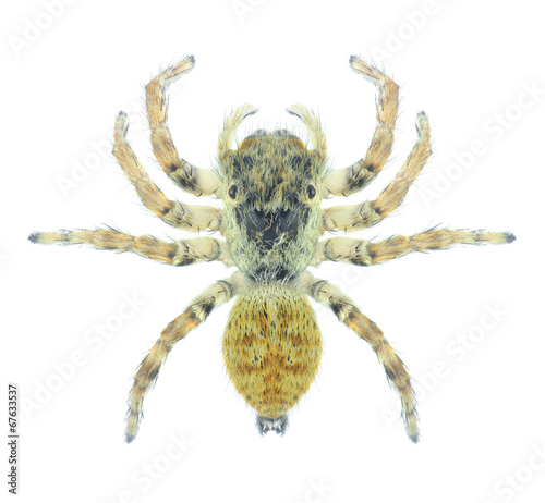 Spider Sitticus pubescens (female) on a white background